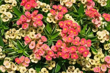 Red, pink and yellow Euphorbia Milii Desmoul flower bush with green leavesの写真素材