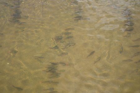 Many fish in the clear riverの写真素材