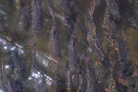 Many fish in the clear riverの写真素材