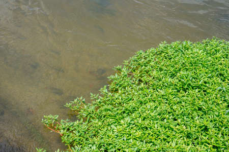 Green Limnophila aromatica in the riverの写真素材