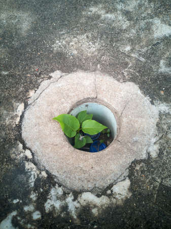 The trees in the hole circle the concrete floor, there's debris in the hole.