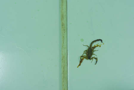 The scorpion died on the floor.の写真素材