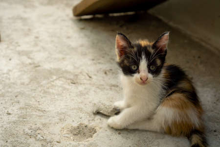 The little kitten is sitting there looking.の写真素材