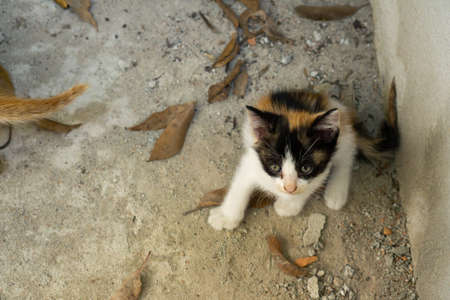 The little kitten is sitting there looking.の写真素材