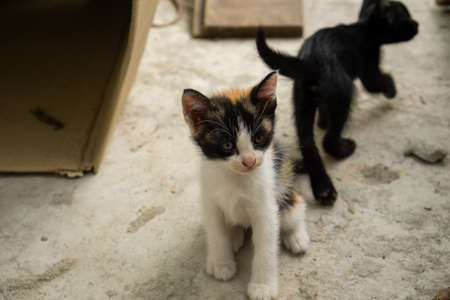 The little kitten is sitting there looking.の写真素材