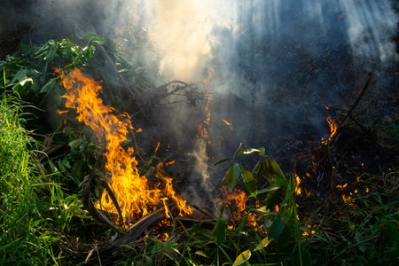 The fire was burning the grass forest.の写真素材