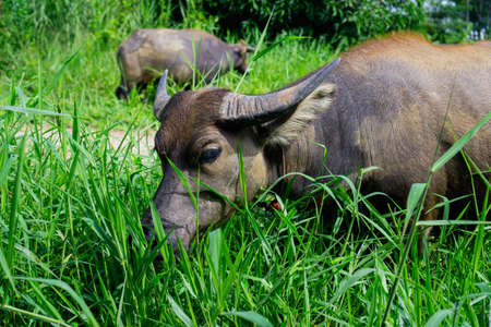 buffalo eating grass in natureの写真素材