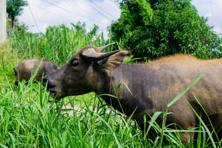 buffalo eating grass in natureの写真素材