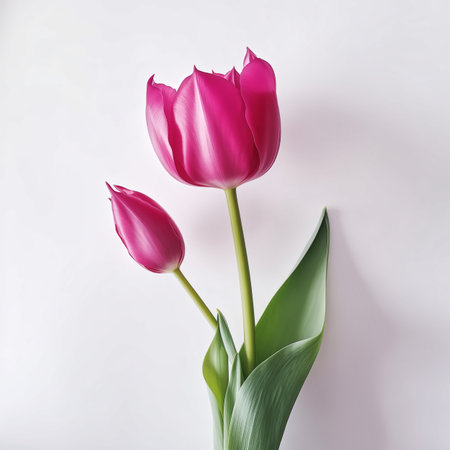 Capture the timeless beauty of our tulip with this exquisite e-commerce style photograph. Against a pristine white background, the tulip stands as a symbol of grace and sophistication, meticulously showcasing its every detailの素材
