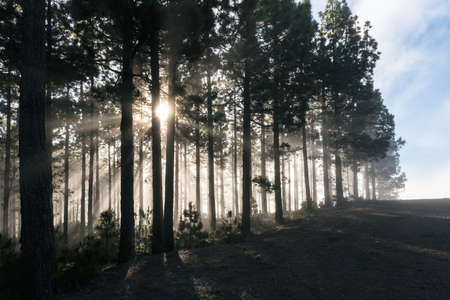 Forest fog sun rays in Teide National Park Canary Islands Canaries Spainの写真素材