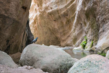 Avakas Gorge in Paphos Cyprusの写真素材
