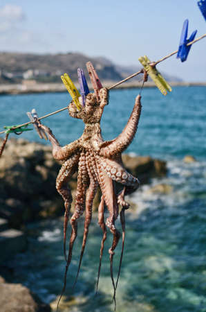 Octopus drying in the sun Greece Europeの写真素材
