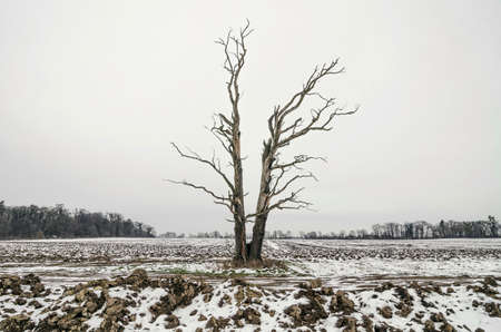 Old isolated tree in the village field
