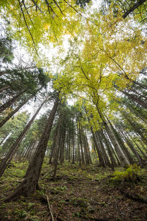 Babia Gora National Park in Beskid mountains Poland