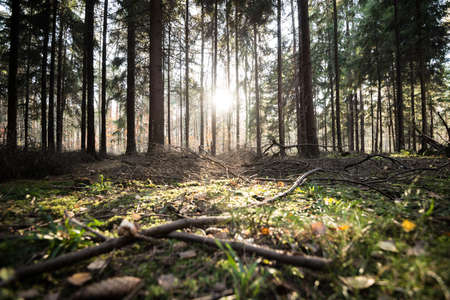 Sun rays in forest trees in silesia Polandの写真素材