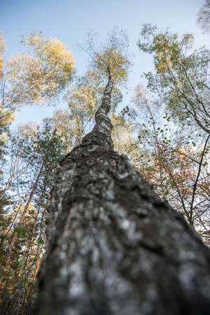 Forest trees in silesia Polandの写真素材