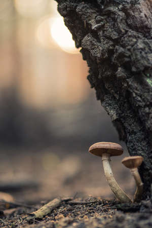 Mushroom under the tree in silesia forest Polandの写真素材