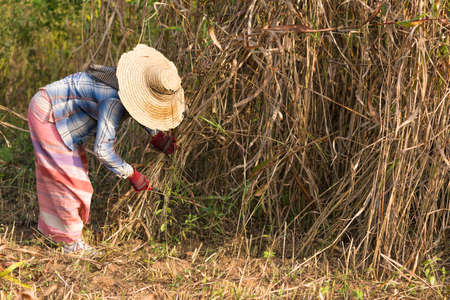 Women working in Bagan, Myanmar, Burma Asiaの写真素材