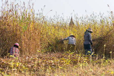 Women working in Bagan, Myanmar, Burma Asiaの写真素材