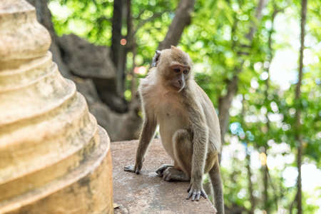 Monkey in Tiger Cave Temple Krabi Thailand Asiaの写真素材