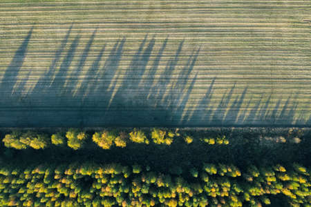 Forest in atumn in Dabrowa Gornicza Silesia Poland aerial drone top down photo