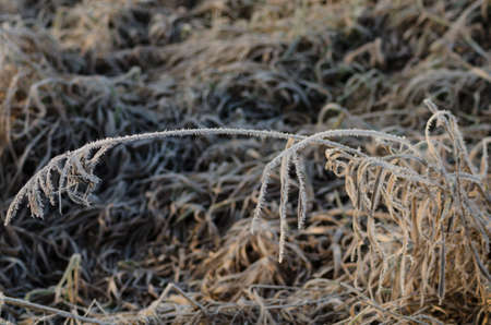 Frosted meadow in autumn, fall season in the morning Sosnowiec Silesia Polandの写真素材