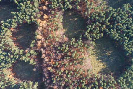 Aerial drone photo of forest in autumn, fall season, colorful trees in Silesia Poland