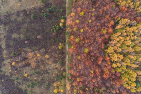 Aerial drone photo of forest in autumn, fall season, colorful trees in Silesia Poland