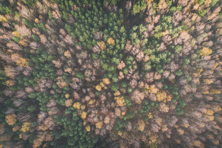Aerial drone photo of forest in autumn, fall season, colorful trees in Silesia Polandの写真素材