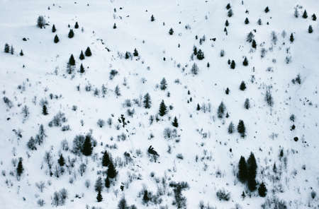 Trees in Valmeinier mountains in winter skiing area in the French Alps Savoie Europeの写真素材