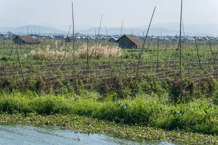 Floting field Inle lake in Nyaungshwe Township of Shan State. Shan Hills in Myanmar Burma in Asiaの写真素材