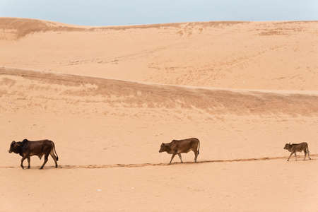 White sand dunes with blue skies, Mui Ne, Vietnam, Asiaの写真素材