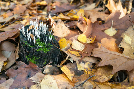 Mushrooms in Beech forest in autumn, fall season. Brown leaves on ground. Sun rays from the trees....