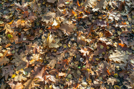 Beech forest in autumn, fall season. Brown leaves on ground. Sun rays from the trees. Mystical...