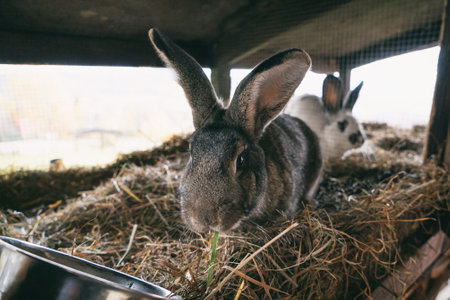Agriculture rabbit animals living outside. Rural country atmosphere. Polish animalsの写真素材