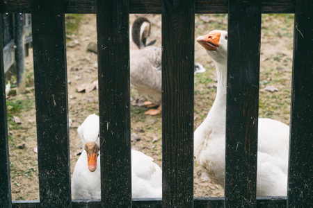 Agriculture goose animals living outside. Rural country atmosphere. Polish animals