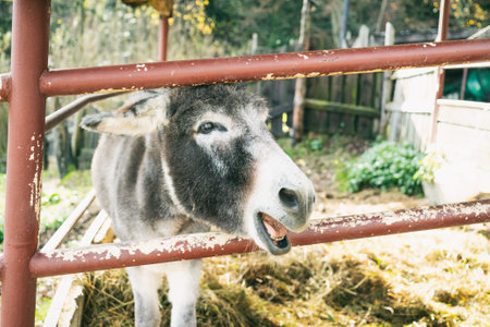Agriculture donkey animals living outside. Rural country atmosphere. Polish animals