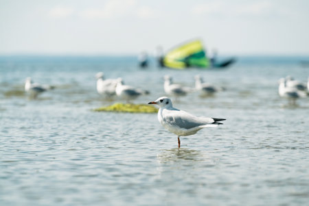 Seagulls sitting in the bay on the sand. Seagulls on a sunny day at the Baltic Sea in Polandの写真素材