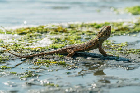 Orange central bearded dragon sits on the beach in the sand by the sea. Lizard warms on the sun. Inland bearded dragon like agamid lizardの写真素材