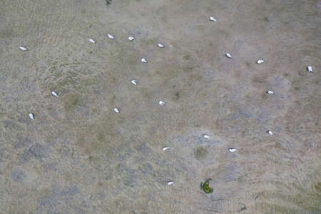 Seagulls sitting in the bay on the sand. Seagulls on a sunny day at the Baltic Sea in Poland