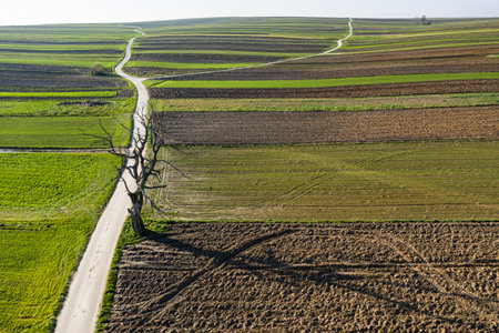 Old dry tree in the field Suloszowa village in Krakow County, Lesser Poland Voivodeship, in southern...