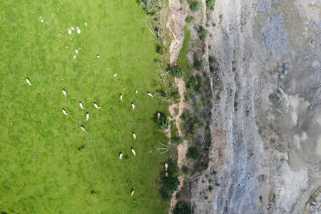 The animals graze on the meadow. near quarry. Cow on the grass frome drone aerial view.