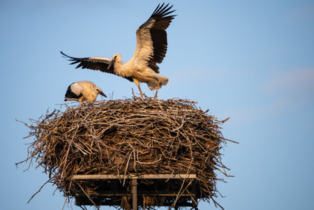 A white stork with chicks sits in the nest. A stork defends the nest. A stork with outstretched...