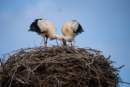 A white stork with chicks sits in the nest. A stork defends the nest. A stork with outstretched...