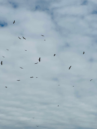 Group of white storks flies against the blue sky in Poland