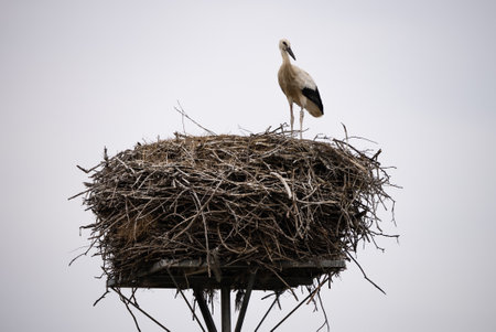 A white stork with chicks sits in the nest. A stork defends the nest. A stork with outstretched wings flies past the nest. Ciconia in village, countryside in Europe.の写真素材