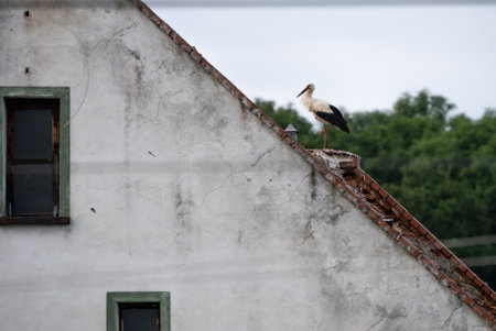 White stork standing on the roof of a house in village. Stork poses for photos. in the countryside in Poland, Europe.の写真素材