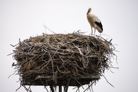A white stork with chicks sits in the nest. A stork defends the nest. A stork with outstretched wings flies past the nest. Ciconia in village, countryside in Europe.の写真素材