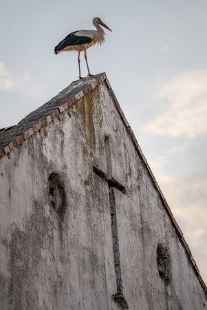 White stork standing on the roof of a house in village. Stork poses for photos. in the countryside in Poland, Europe.の写真素材