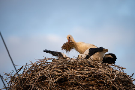 A white stork with chicks sits in the nest. A stork defends the nest. A stork with outstretched wings flies past the nest. Ciconia in village, countryside in Europe.の写真素材